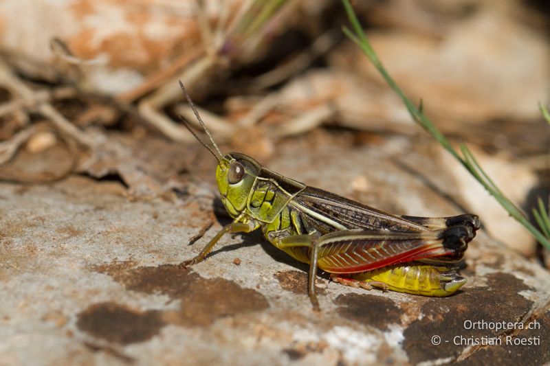 Arcyptera microptera ♂ - HR, Istrien, Bokordići, 04.06.2014