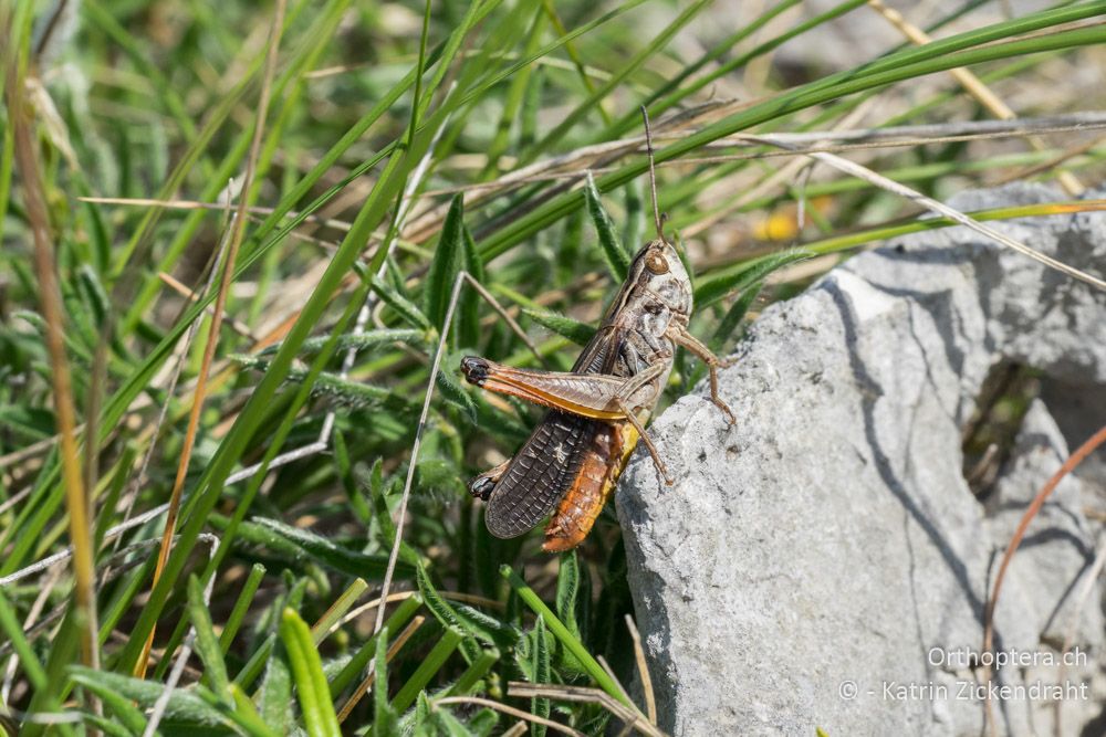 Stenobothrus rubicundulus ♂ - HR, Istrien, Skitača, 24.06.2016