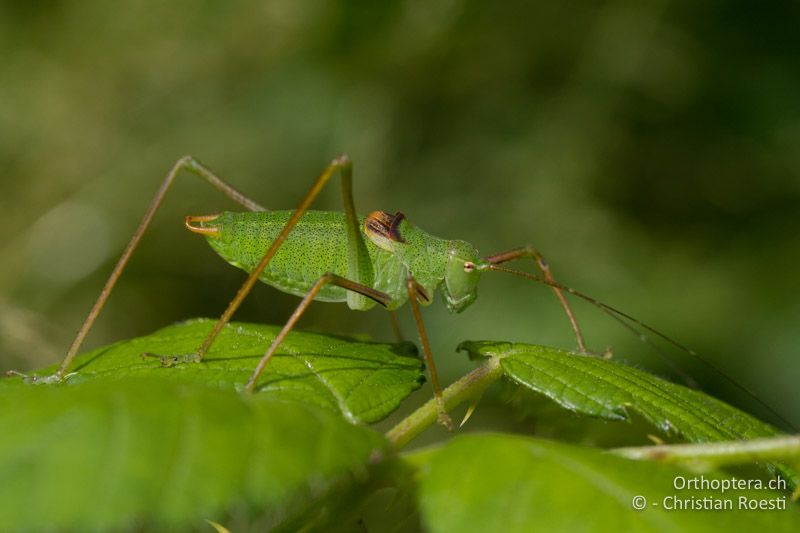 Poecilimon schmidti ♂ - SLO, Osrednjeslovenska, Ljubljana, Flughafen, ex situ, 15.07.2016