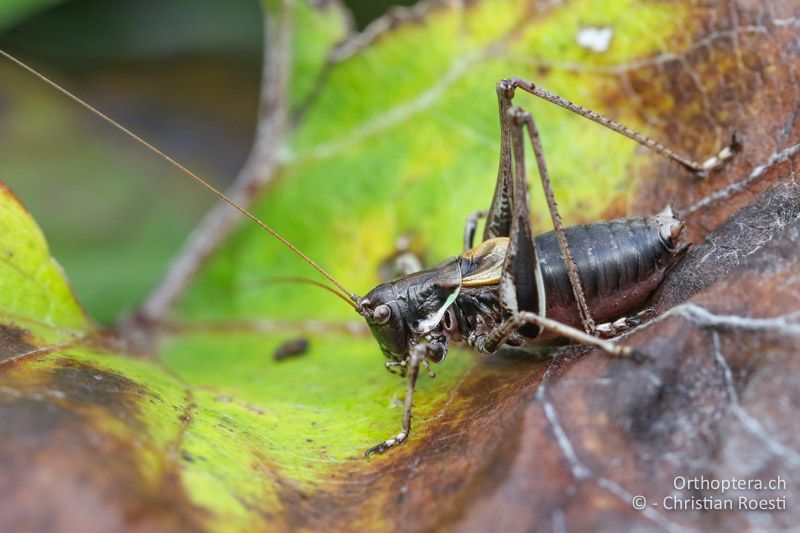 Antaxius difformis ♂ - AT, Kärnten, Bad Vellach, beim südlichsten Punkt Österreichs, 17.09.2016