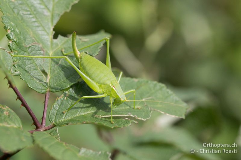 Isophya bureschi ♀ - BG, Pasardschik, Streltscha, 10.07.2018