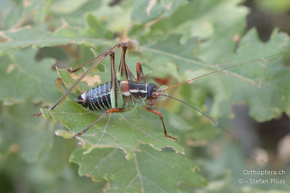 Barbitistes ocskayi ♀ - HR, Istrien, Bokordići, 19.07.2015