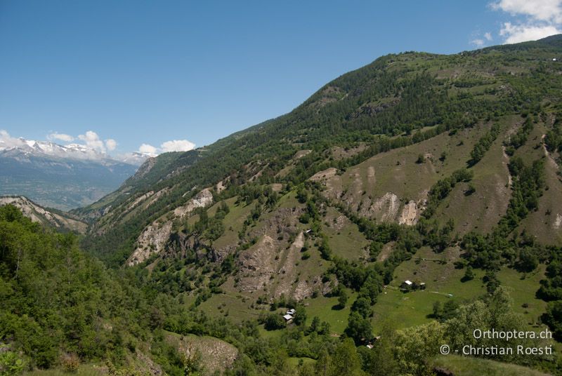 Grosslebensraum von Oedaleus decorus. Dieser Hang ist einer der wenigen Orten, wo sich Oedaleus decorus in der Schweiz noch halten kann. Sie lebt in den steilen, erdigen und felsigen Partien - CH, VS, Cambioula, 04.06.2010