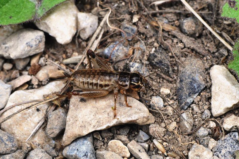 Larve der Gelben Grille (Eugryllodes pipiens) ♀ - FR, Mont Ventoux, 04.07.2014