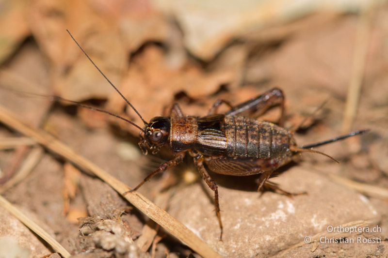 Nemobius sylvestris ♀. Die Flügel erreichen ungefähr die Halsschildlänge - CH, TI, Caslano, 11.10.2011