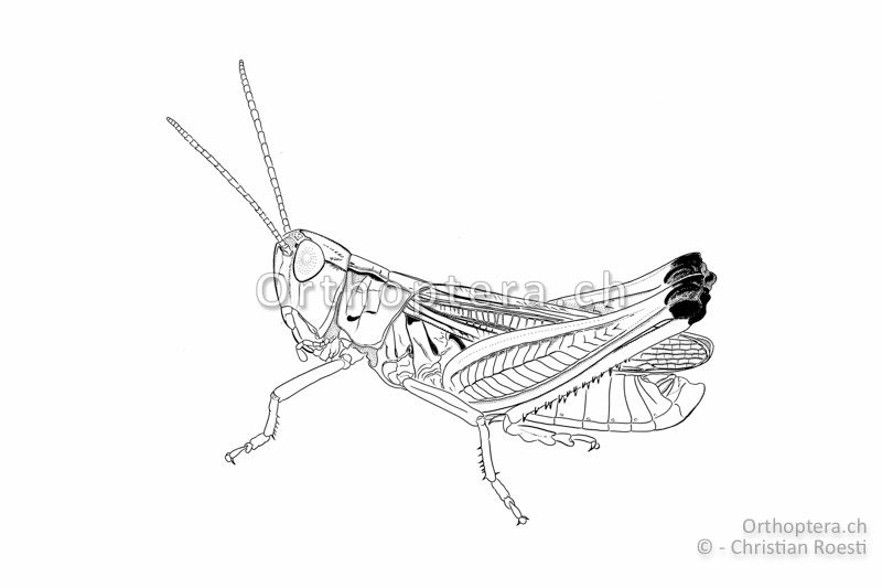 Habitus von Stenobothrus fischeri ♂. Die dunklen Knie sind arttypisch.