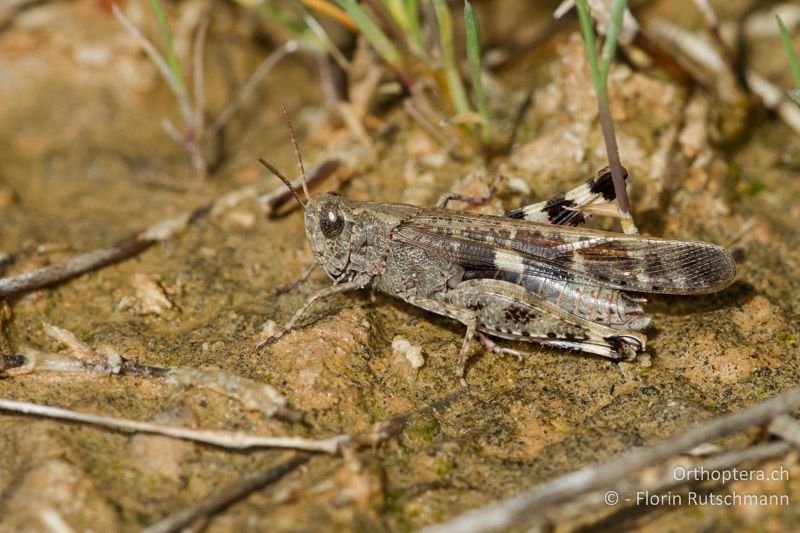 Aiolopus strepens ♂ nach der Überwinterung - ES, Aragonien, Belchite, 27.03.2013