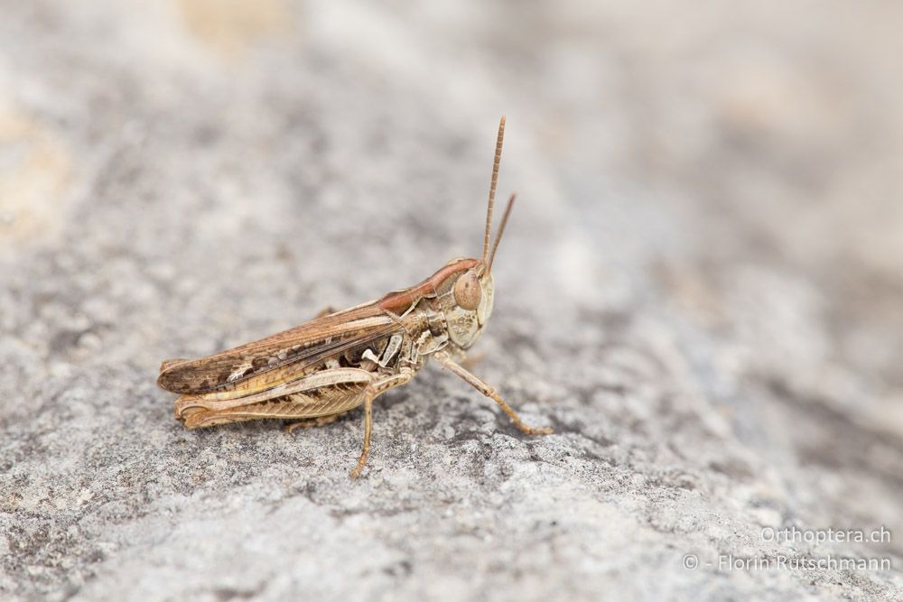 Omocestus petraeus - HR, Lika-Senj, Velebit Nationalpark, 27.07.2014