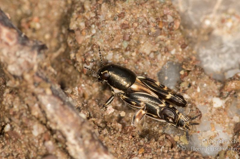 Xya variegata ♂ - GR, Mittelgriechenland, Parkio, 28.06.2017