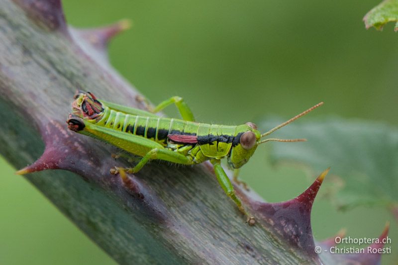 Odontopodisma schmidtii ♂ - IT, Venetien, Brendola, 22.06.2010