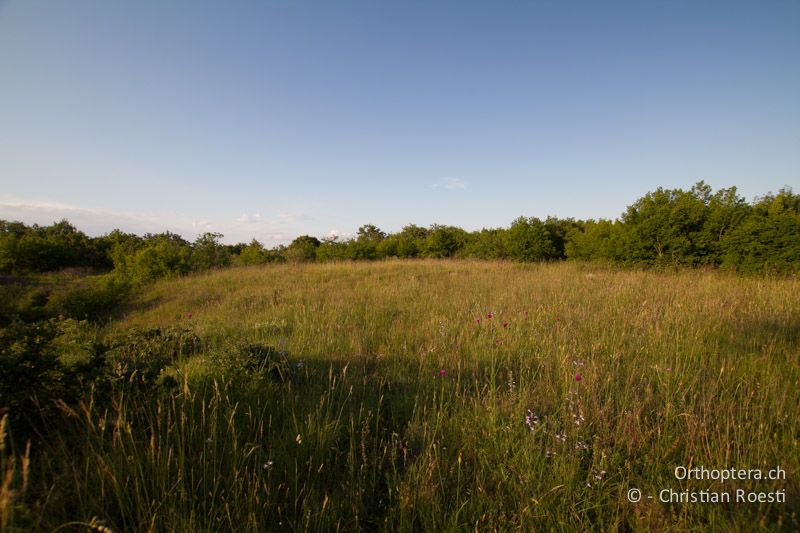 Lebensraum von Libelloides macaronius - HR, Istrien, Prodol, 03.06.2014