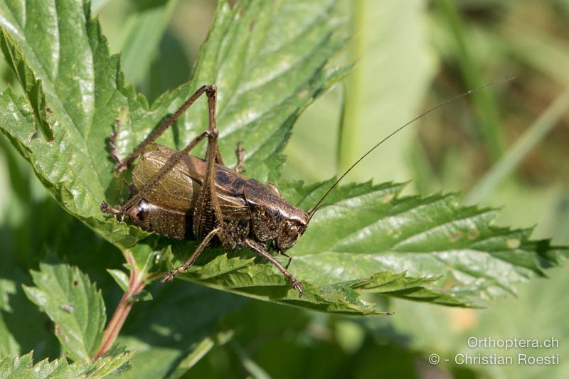 Zeuneriana marmorata ♂ - SLO, Osrednjeslovenska, Ig, Campigna, 18.07.2015