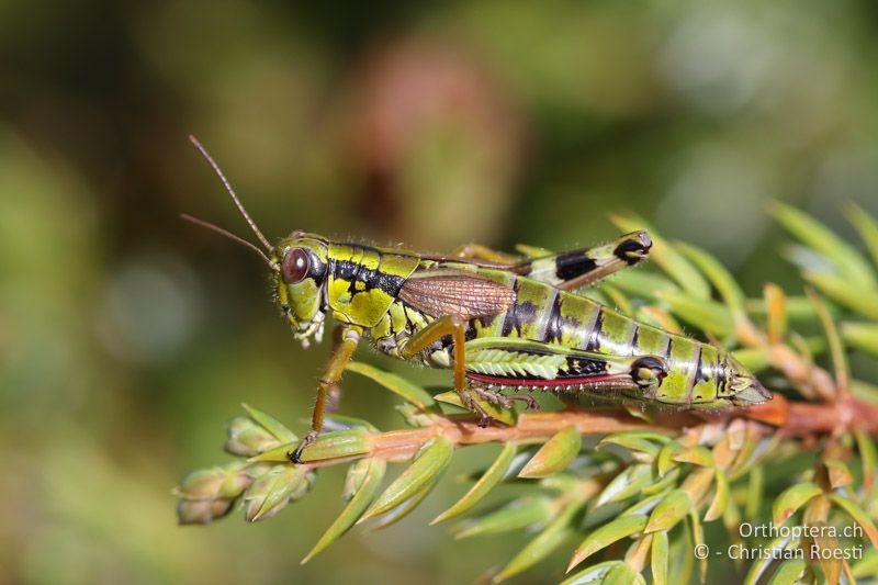 Miramella carinthiaca ♀ - AT, Kärnten, Reichenfels, 16.09.2016