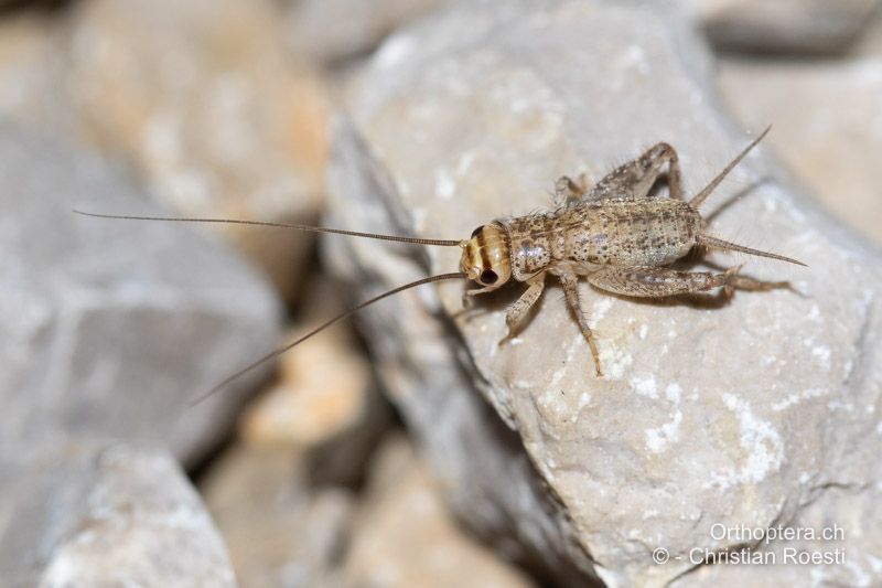 Larve von Eumodicogryllus bordigalensis - HR, Dalmatien, Split, 31.07.2022