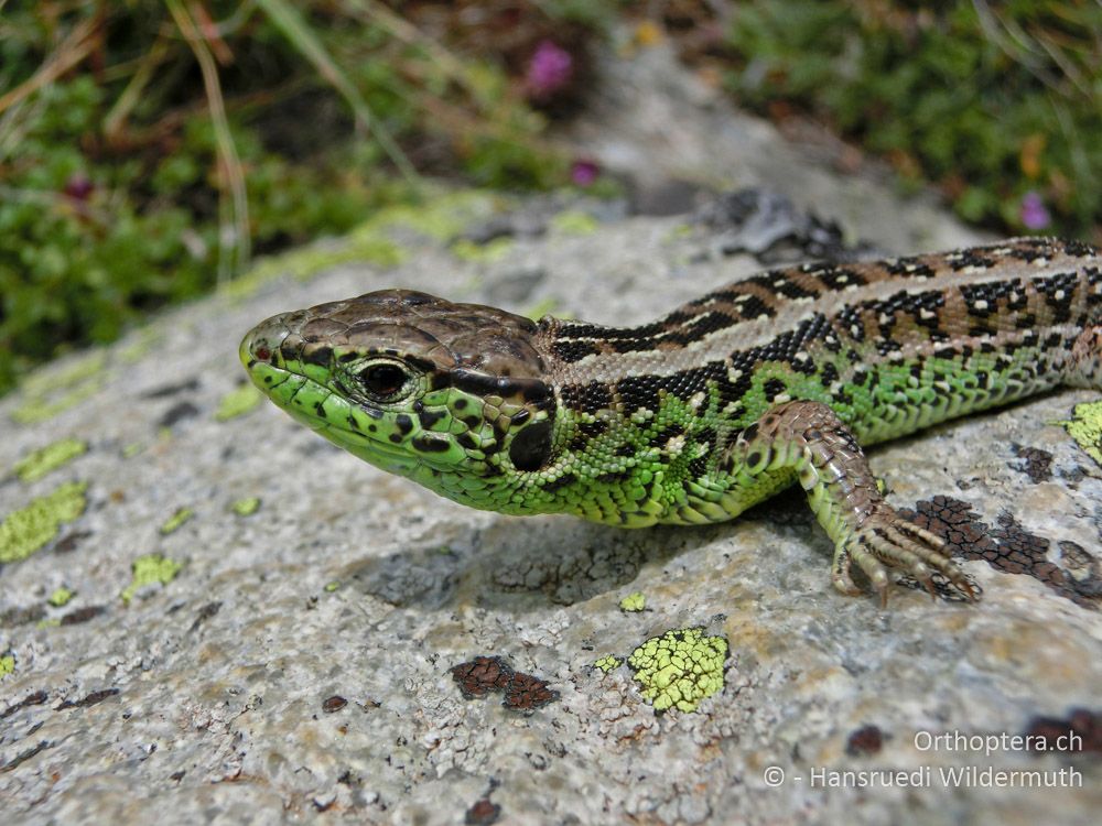 Zauneidechse (Lacerta agilis) ad. ♂ - GR, Westmakedonien, Mt. Vernous, 11.07.2013