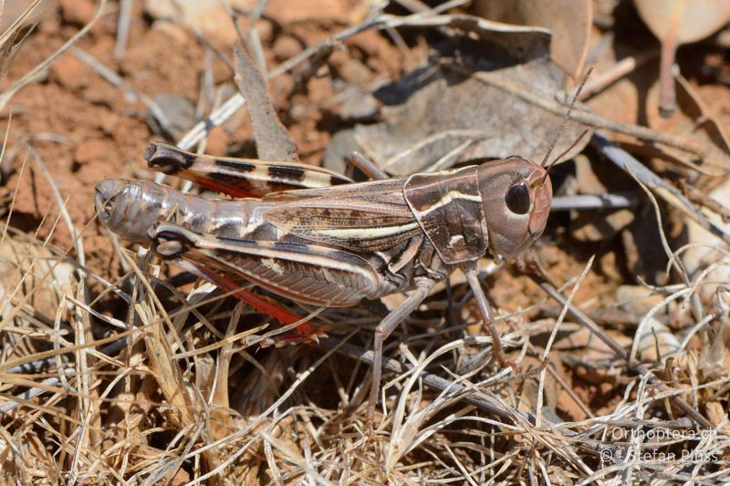 Arcyptera brevipennis vicheti ♀ - FR, Plateau d'Aumelas, 11.07.2014