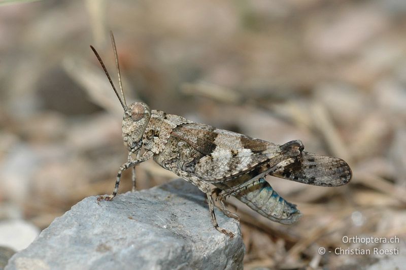 Oedipoda caerulescens ♂ - CH, TI, Arzo, 07.09.2006