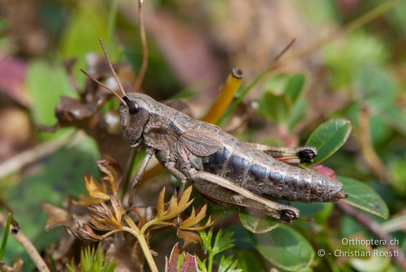 Podismopsis keisti ♀ - CH, SG, Gamserrugg, 05.09.2010