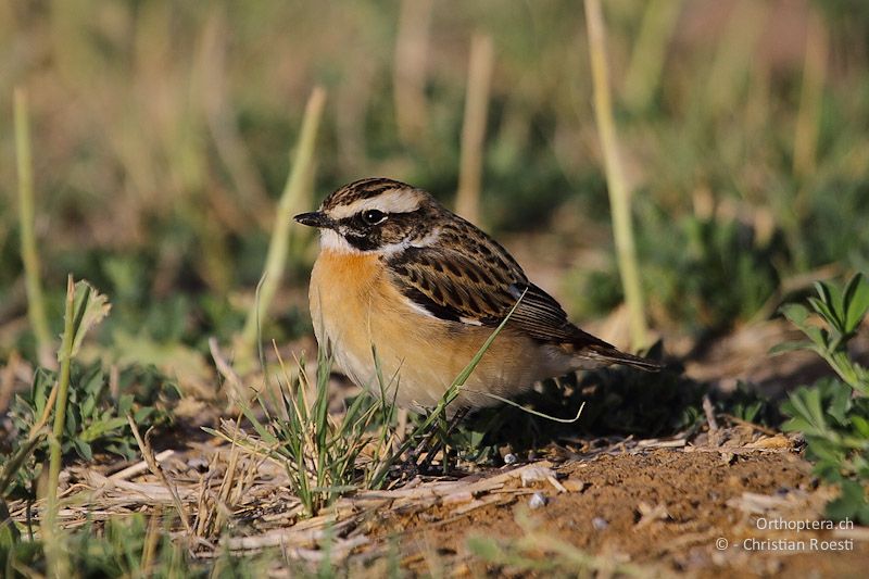 Braunkehlchen (Whinchat, Saxicola rubetra) bei einer verdienten Zugrast. Azraq, 10.04.2011