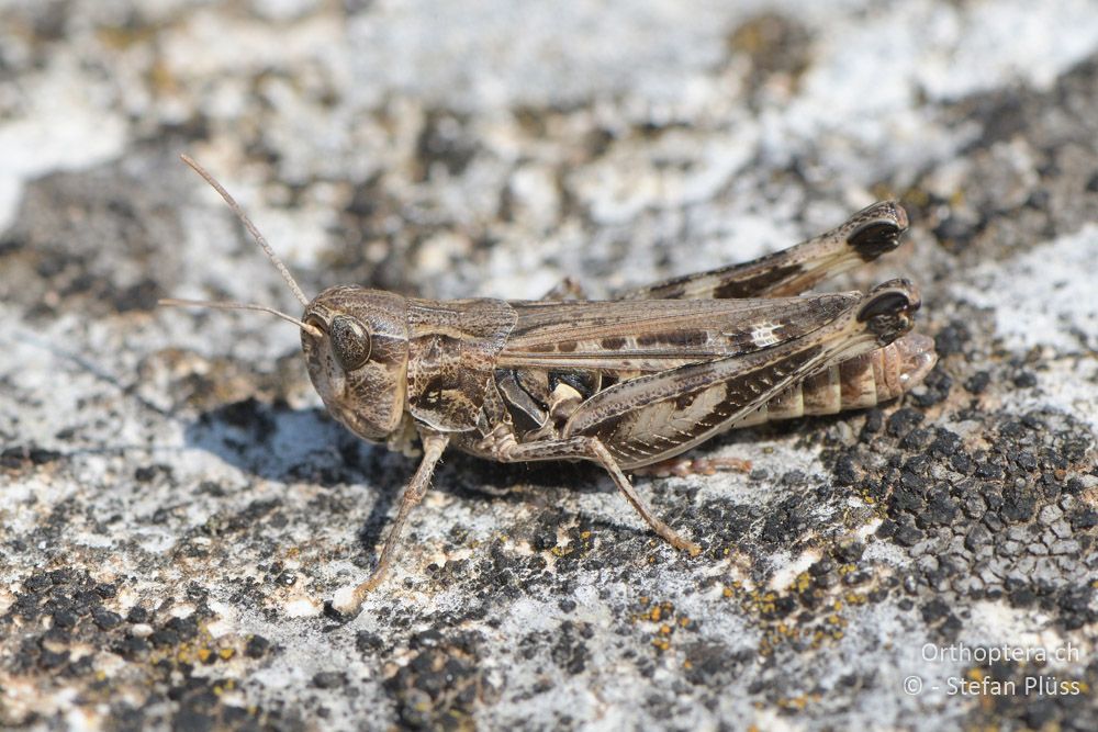 Stenobothrus graecus ♀ - BG, Chaskowo, Matochina, 09.07.2018