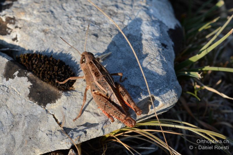 Paracaloptenus cristatus ♀ - HR, Istrien, Učka-Gebirge, 20.07.2015