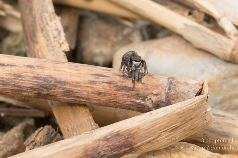 Springspinne mit fetter Beute! Pfändlers Grabschrecke (Xya pfaendleri) - GR, Zentralmakedonien, Volvi-See, 04.07.2017