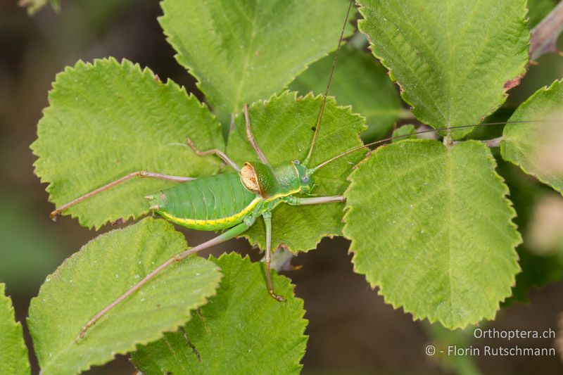 Ephippiger ephippiger ♂ - GR, Ostmakedonien, Rhodopen, 22.07.2013