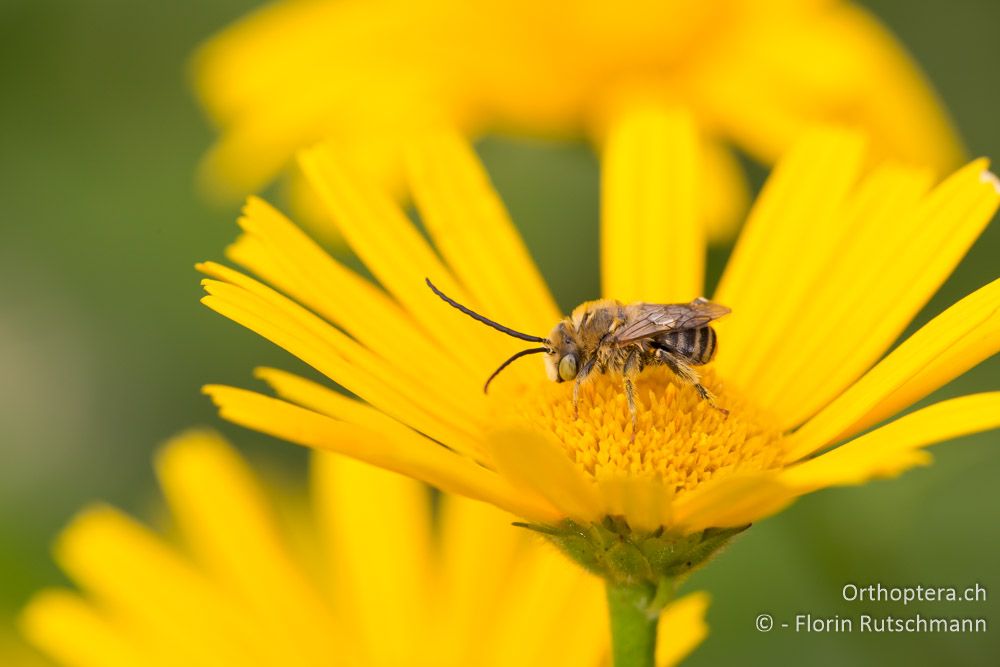 Eine Langhornbiene Tetralonia sp. (det. Felix Amiet) - HR, Lika-Senj, Velebit Nationalpark, 28.07.2014