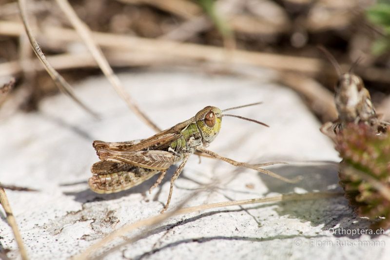 Omocestus petraeus ♂ - IT, Marken, Mt. Sibyllini, 29.09.2014