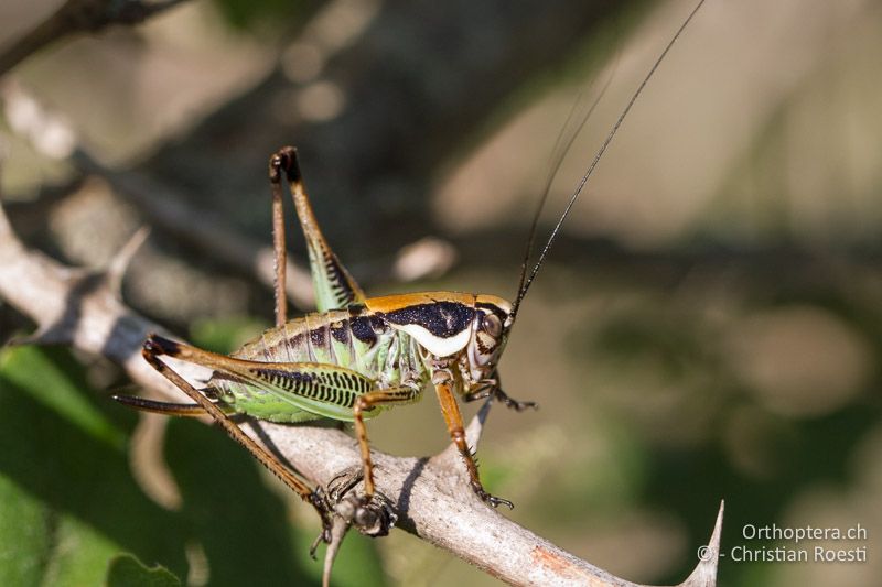 Eupholidoptera schmidti ♀ im zweitletzten Larvenstadium - HR, Istrien, Prodol, 03.06.2014