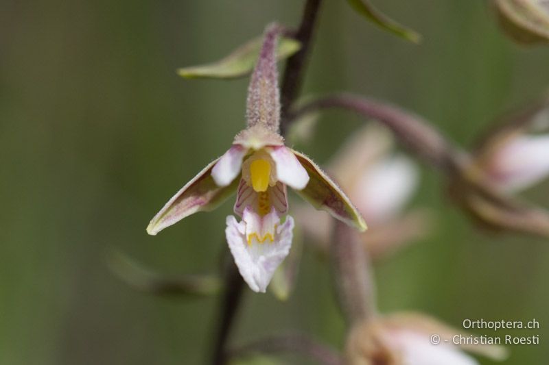 Orchidee der Gattung Epipactis - FR, La Grande-Motte, 10.07.2014