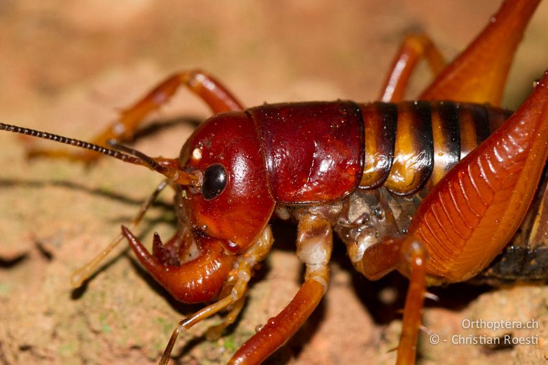 Langfühlerschrecke der Familie der Stenopalmatoidea (King Cricket, Libanisius cf. vittatus) - SA, Limpopo, Tzaneen, Kurisa Moya Lodge, 08.01.2015