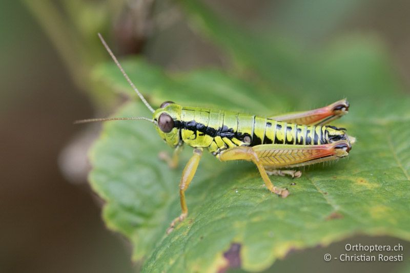 Micropodisma salamandra ♂ - HR, Istrien, Ucka Nationalpark, 24.07.2015