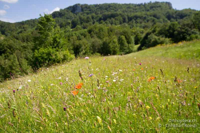 Blumenreiche Wiese mit der Bulbillentragenden Feuerlilie (Lilium bulbiferum) - HR, Primorje-gorski Kotar, Vela Učka, 22.06.2016