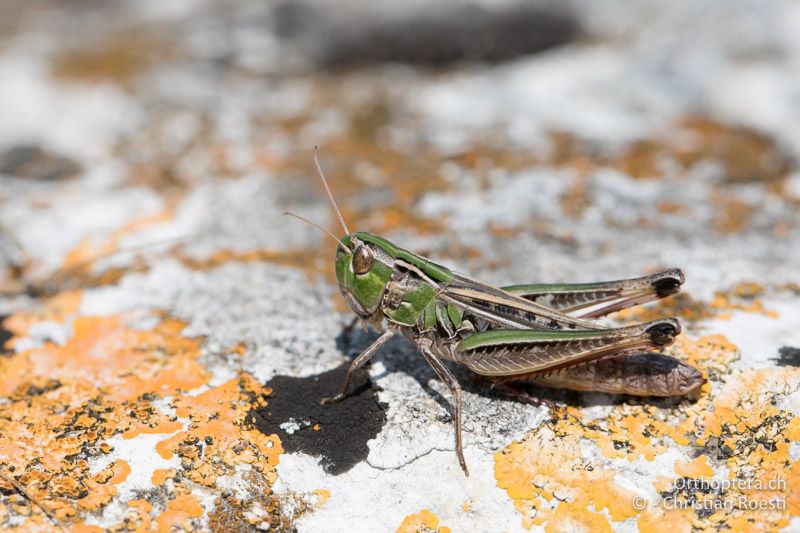 Stenobothrus macedonicus ♀ - BG, Chaskowo, Matochina, 09.07.2018