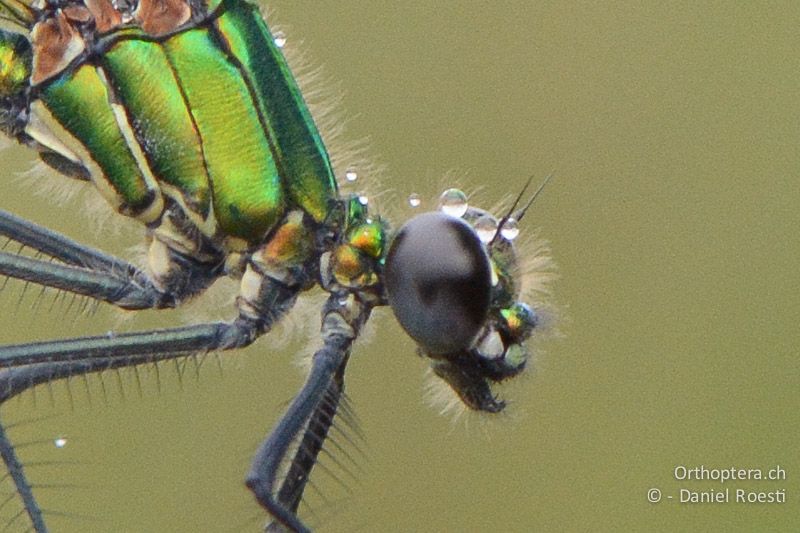 Gebänderte Prachtlibelle (Calopteryx splendens) ♀ nach einem Regenschauer - FR, Crau, 07.07.2014