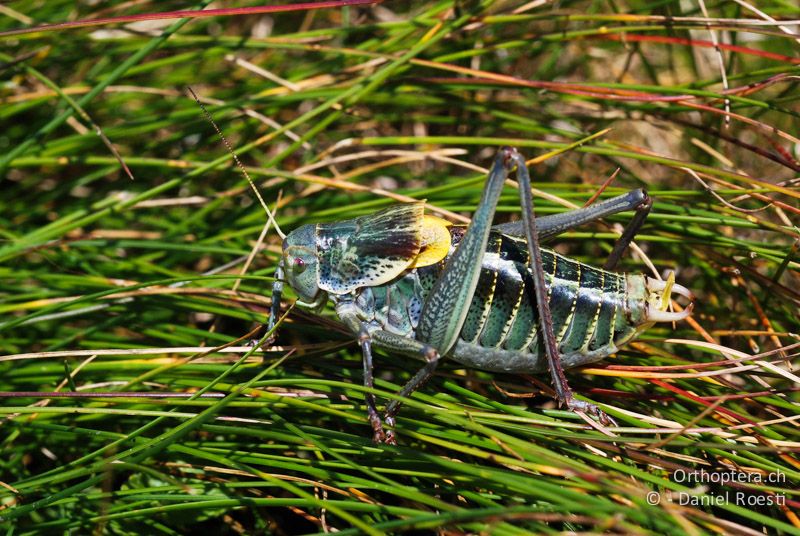 Wanstschrecke (Polysarcus denticauda) ♂ - GR, Westmakedonien, Mt. Varnous, 11.07.2013