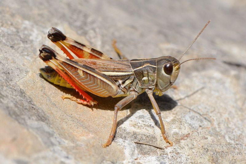 Arcyptera brevipennis vicheti ♂ - FR, Plateau d'Aumelas, 11.07.2014