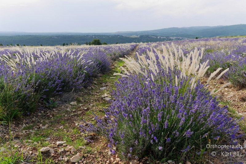 Lavendelfeld - FR, Mont Ventoux, 04.07.2014