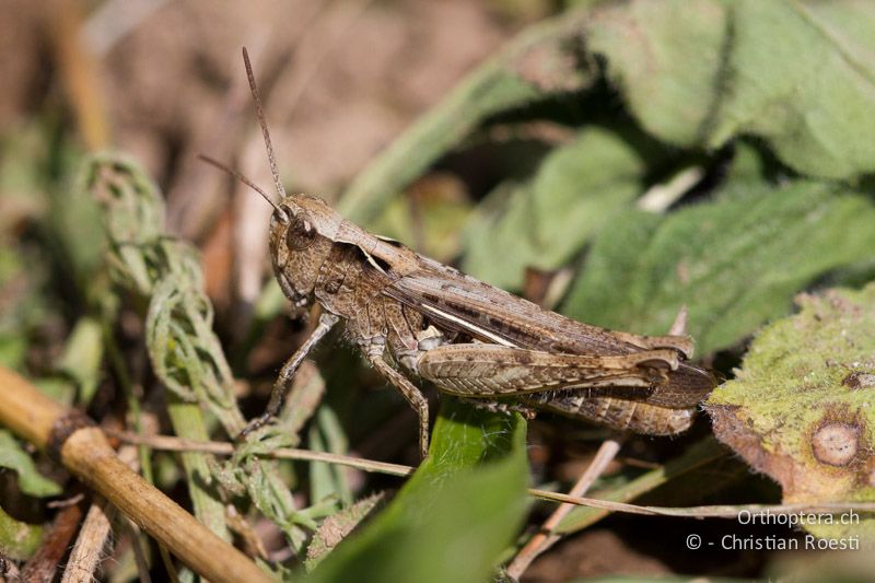 Chorthippus biguttulus ♀ - CH, BE, Bremgarten, 13.09.2013