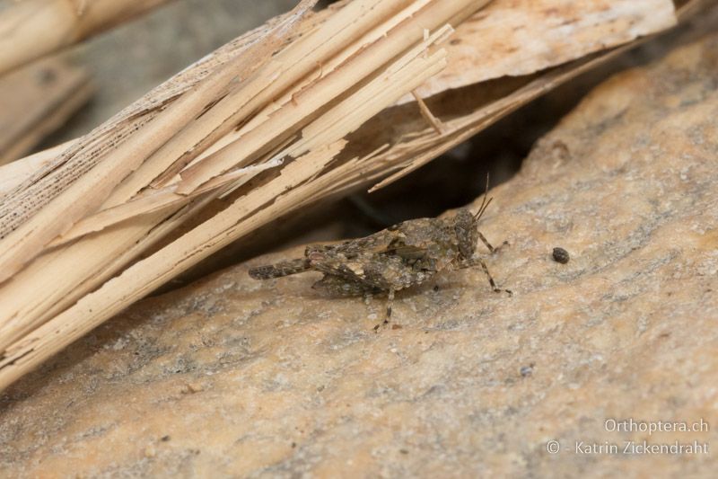 Mittelmeer-Dornschrecke (Paratettix meridionalis) ♀ - GR, Zentralmakedonien, Volvi-See, 04.07.2017