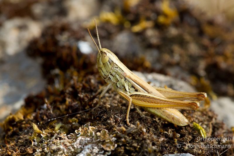 Euchorthippus declivus ♀ - GR, Epirus, Paramythia, 11.07.2011