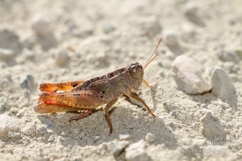 Paracaloptenus caloptenoides ♂ - GR, Westmakedonien, Mt. Vernon, 17.07.2011