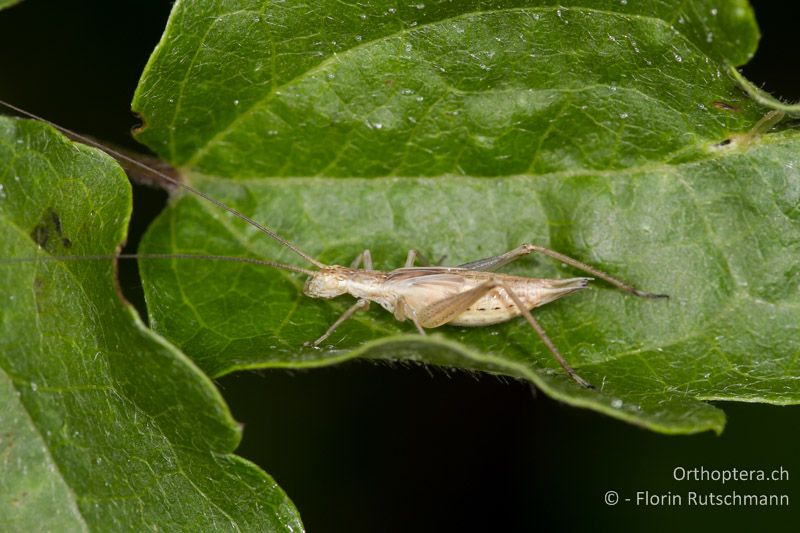 Larve von Oecanthus pellucens ♀ im letzten Stadium - GR, Zentralmakedonien, Mt. Vermio, 02.08.2012