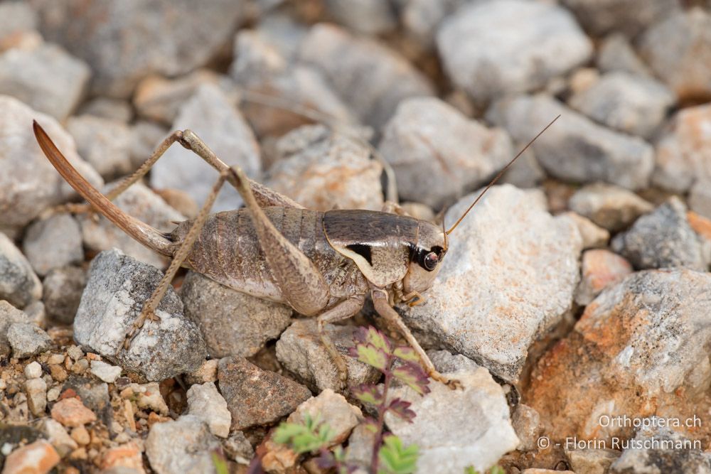 Pholidoptera dalmatina Weibchen - HR, Lika-Senj, Velebit Nationalpark, 28.07.2014