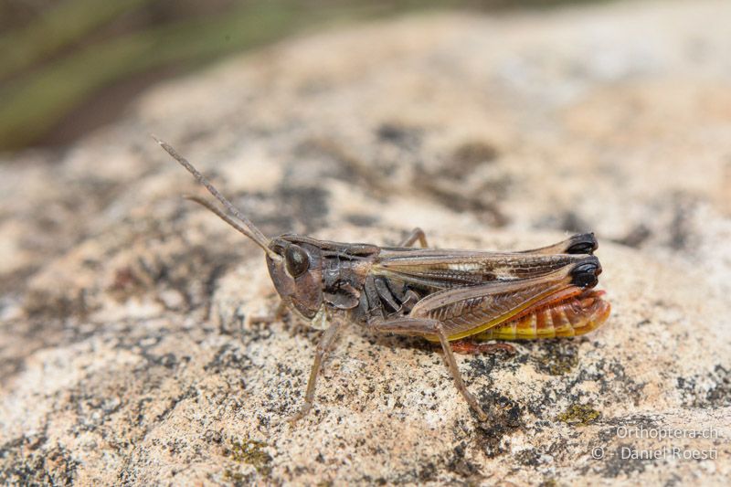 Stenobothrus fischeri glaucescens ♂ - FR, Chalet Reynard, 04.07.2014