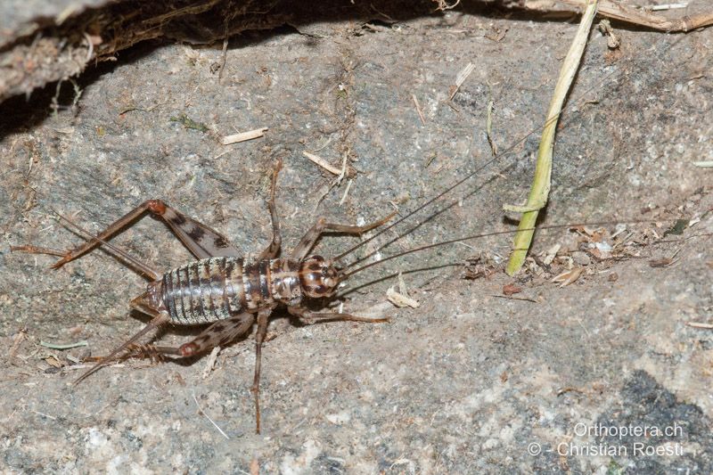 Gryllomorpha dalmatina ♂ - CH, TI, Agarone, 21.08.2009