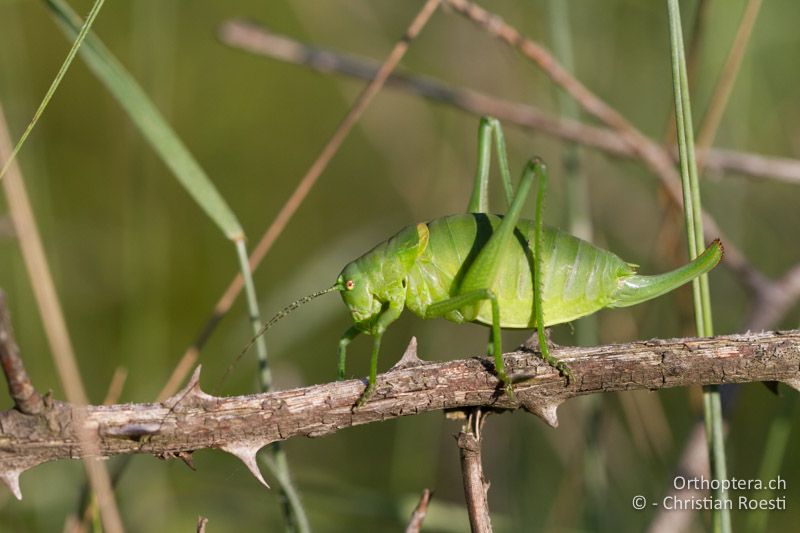 Poecilimon ornatus ♀ - HR, Istien, Petehi, 04.06.2014