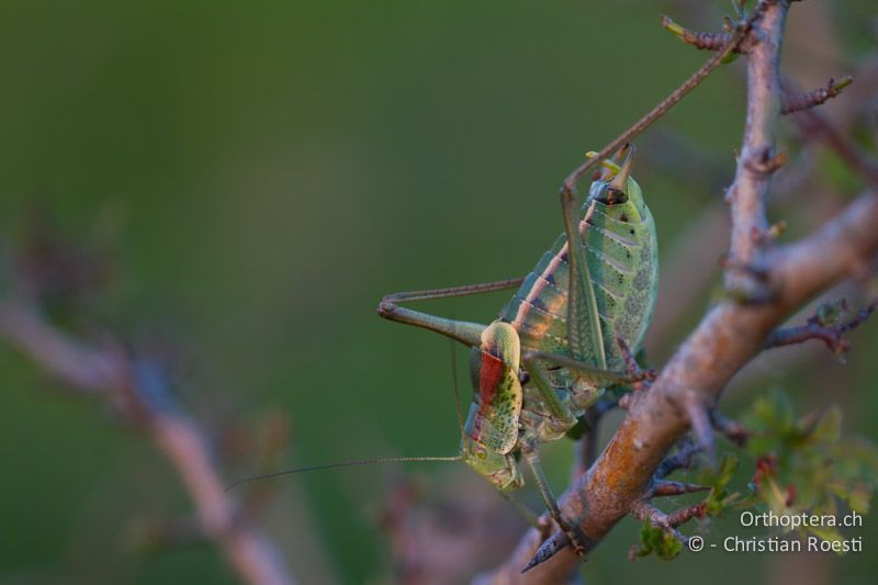 Polysarcus denticauda ♂ - HR, Primorje-Gorski, Učka, 10.06.2014