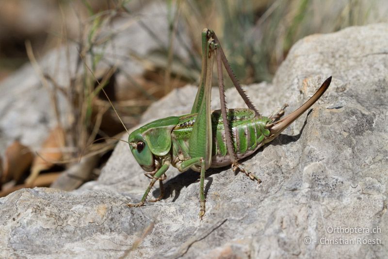 Decticus verrucivorus monspelliensis ♀ - FR, Plateau d'Aumelas, 11.07.2104